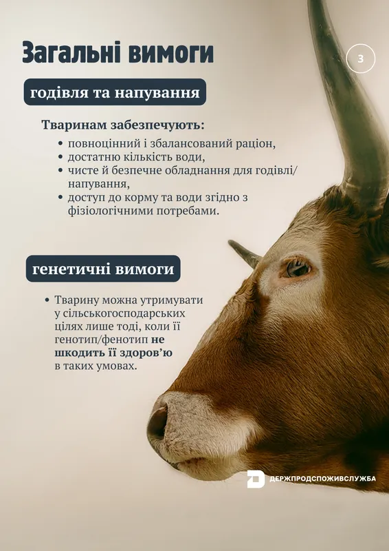 В Україні з 1 січня діятимуть євровимоги до утримання сільськогосподарських тварин