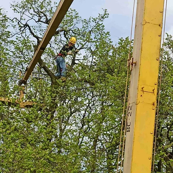 У Луцькому районі лікують одні з найстаріших дерев Волині (фото)