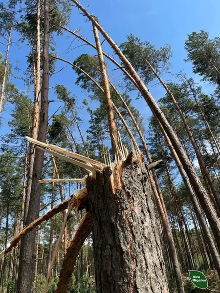 У волинських лісах досі долають наслідки серпневого буревію (фото)