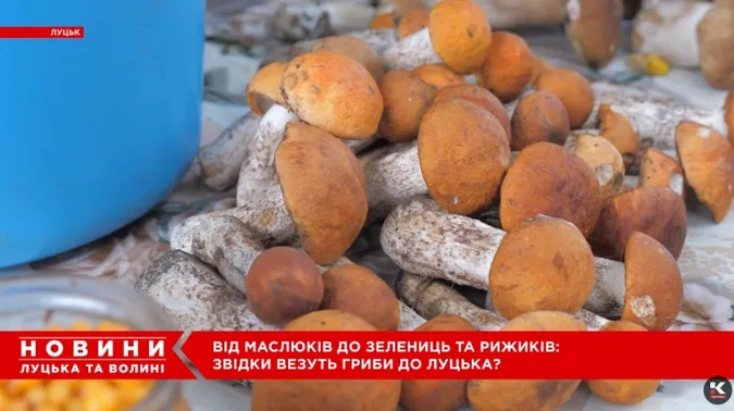 Від білих і красноголовців до зелениць і рижиків: на луцькому ринку – грибний ажіотаж (відео)