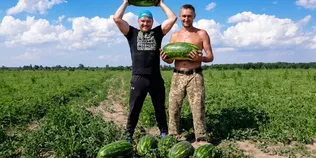 Не гірші за херсонські: на Волині фермер зібрав 120 тонн солодких кавунів з двох гектарів (фото)