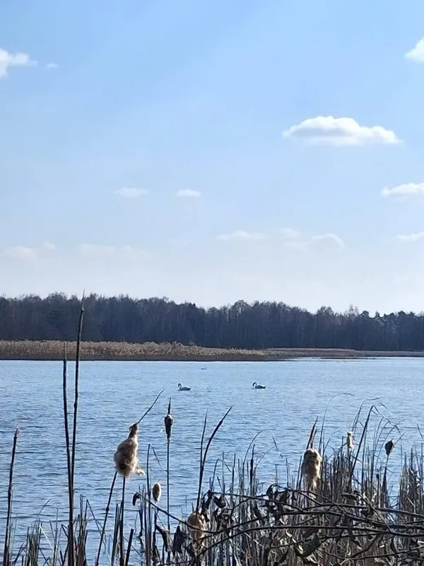 Показали неймовірні краєвиди мальовничого озера на Волині, у якому водиться багато риби