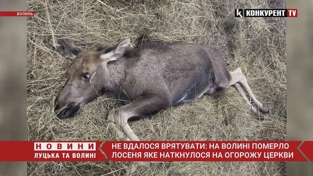 На Волині померло лосеня, яке напоролося на огорожу (відео)