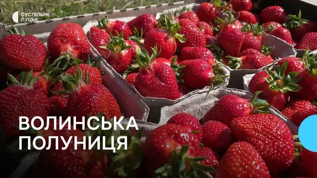 На полі працює вся родина: як на Волині воїн АТО вирощує полуницю (фото, відео)