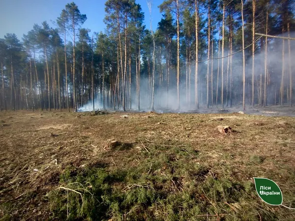 На Любешівщині підпалили 65-річний сосновий ліс (фото)
