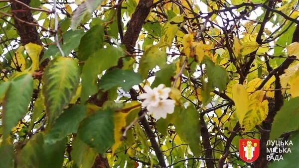 Замість всохлих кленів і вишень: у Луцьку висадили 11 нових дерев (фото)