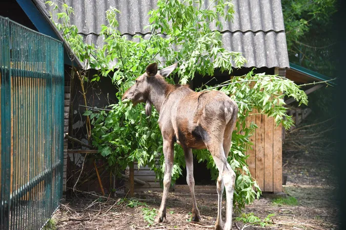 Гарнюні: Луцький зоопарк «засвітив» своїх улюбленців (фото)