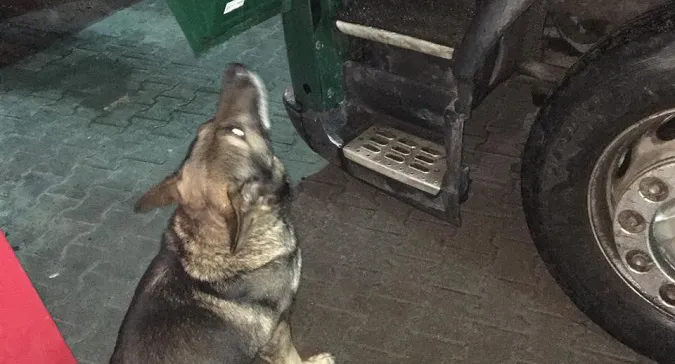 В «Устилузі» чотирилапі прикордонники виявили наркотики у далекобійників (фото)