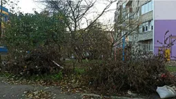 Муніципали змусили «Луцьктеркомсервіс» повивозити гілля з міста (фото)