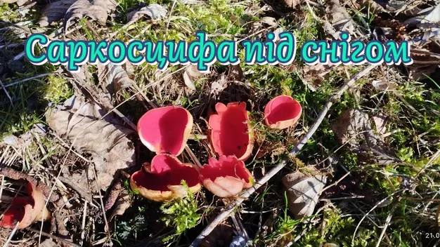 На Волині в лісах збирають гриби зі смаком кальмара та справжню вітамінну «бомбу» (відео)