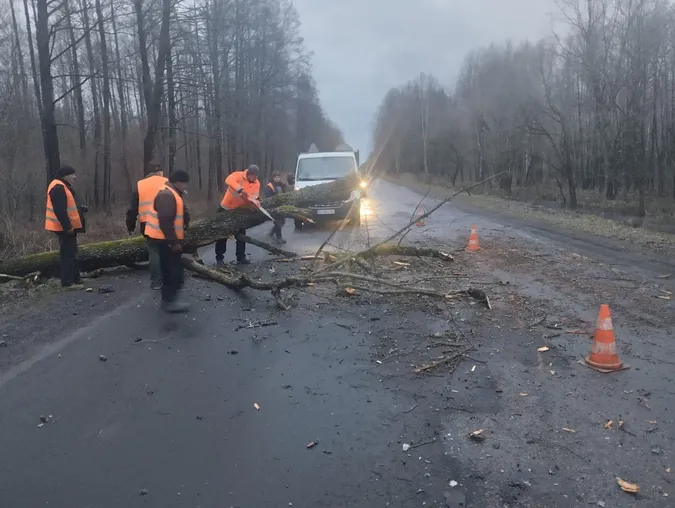 Рівень небезпечності – «помаранчевий»: на волинську трасу впало дерево (фото)
