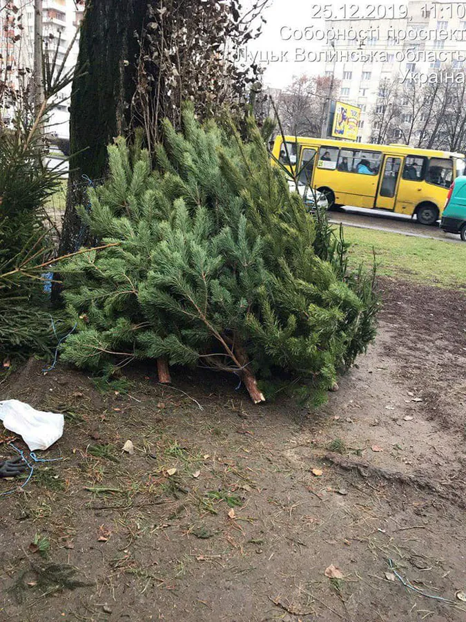 На вулицях Луцька незаконно продавали ялинки (фото)