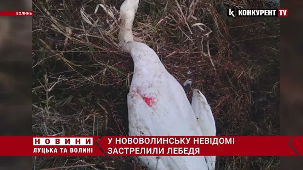 Заради забави: на Волині невідомі застрелили лебедя (фото, відео)