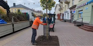 Замість всохлих кленів і вишень: у Луцьку висадили 11 нових дерев (фото)