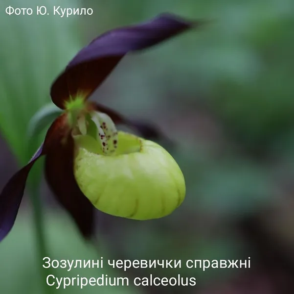 У лісі на Волині зацвіли рідкісні «черевички Афродіти» (фото)