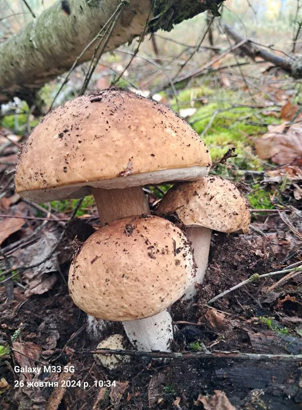 Волинянка зібрала повні відра «грибного асорті»: там їх понад 10 видів (фото)