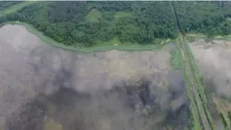 Зубри, дикі орхідеї та Чортове болото: де на Волині дивовижне співіснує з таємничим (фото)