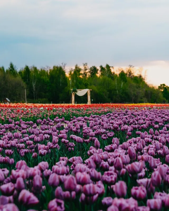Луцький фотограф зловив неймовірні кадри у «Волинській Голландії» (фото)