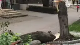 У Луцьку на Волі буревій повалив величезне дерево (відео)