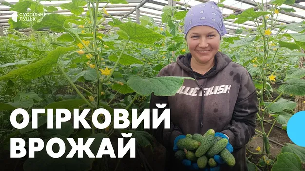 Із 5 тисяч насінин – перший врожай: родина на Волині 20 років вирощує огірки (фото, відео)