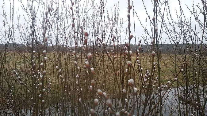 Нетипові зимові пейзажі «Цуманської пущі» (фото)