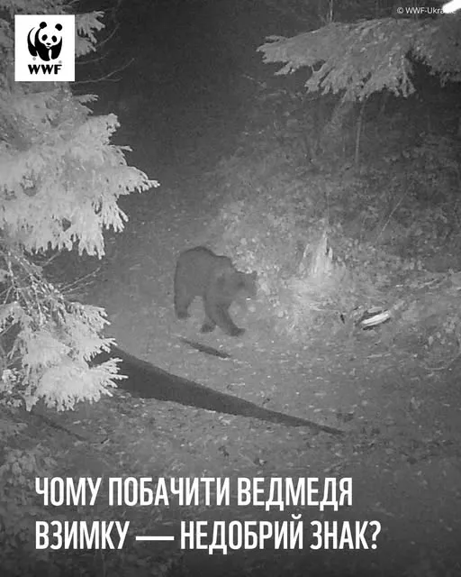 Голодний і агресивний: у Карпатах блукає ведмідь-шатун