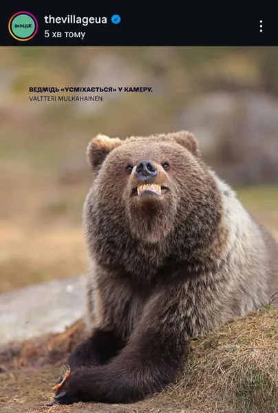 Показали найкумедніші фото тварин 2025 року