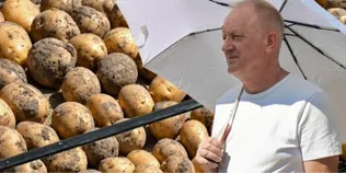 «Атол» і «Лариса» пережили цьогорічну спеку: на Волині показали 47 елітних сортів картоплі (фото, відео)