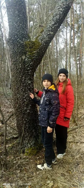 У нацпарку на Волині росте природний феномен з вишнево-коричневою корою (фото)