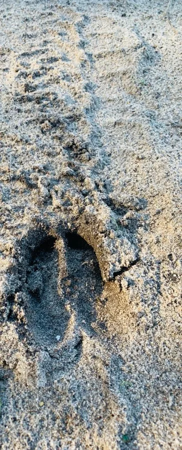 Хижаків побільшало: які тварини водяться у Шацькому нацпарку (фото)