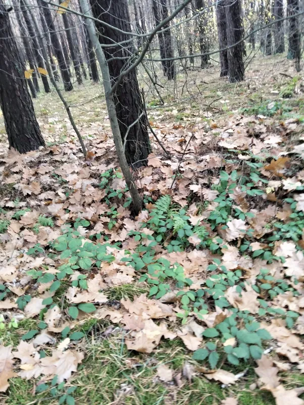 Людей більше, ніж грибів: що у листопаді знаходять в лісі на Волині (фото)