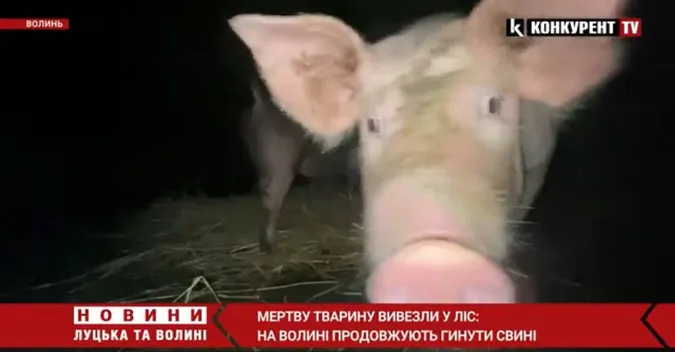 😱 У волинських селах гинуть свині: тварин вивозять до річок та лісу