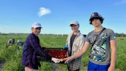 Збирає по 140 кг за день: директорка ліцею з Волині відпустку проводить на плантації ягід
