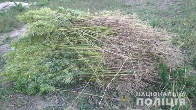 У Горохівському районі знайшли плантацію конопель