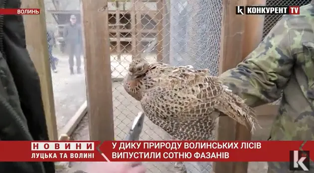 У волинські ліси випустили сотню фазанів: тепер вони житимуть в диких умовах (відео)