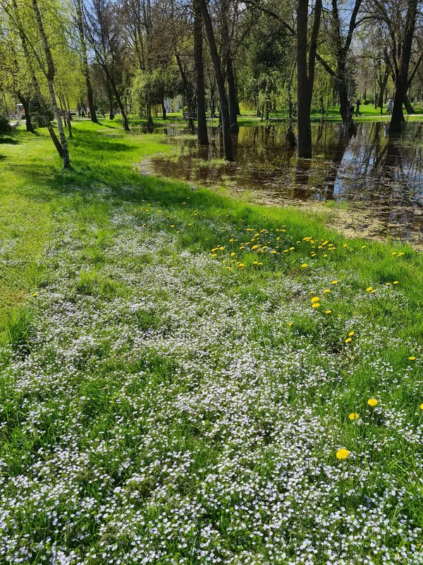 Весняний Луцьк: показали фото заквітчаного міста