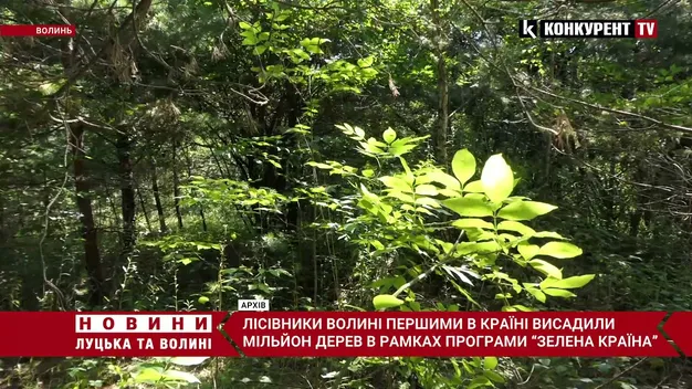 Волинські лісівники висадили понад мільйон сіянців (фото, відео)