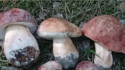 У лісах Волині збирають білі гриби: де саме (фото)