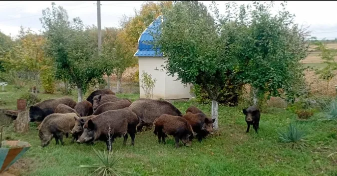 На подвір’ї волинянки серед білого дня господарювали дикі кабани із поросятами (фото)