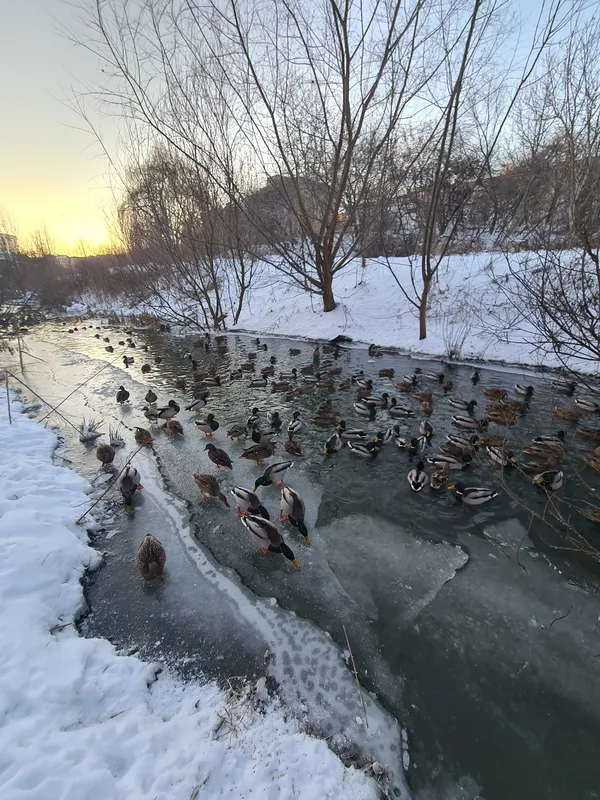 Свіжо й морозно: вечір в одному з луцьких парків (фото)