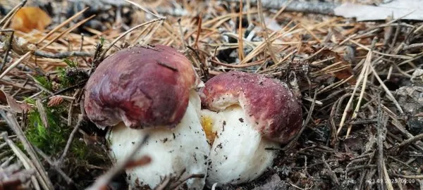 Ростуть купками: у лісі на Волині зібрали повний кошик боровиків (фото)