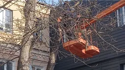 У центрі Луцька зрізали здорове дерево, щоб врятувати квартиру від підтоплення (фото)