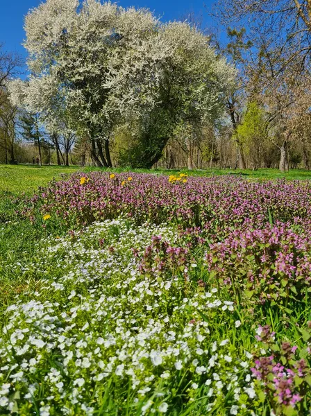 Весняний Луцьк: показали фото заквітчаного міста