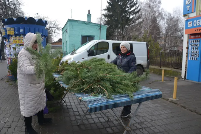 Ялини, сосни та карпатські ялиці: скільки коштують живі дерева на Старому ринку