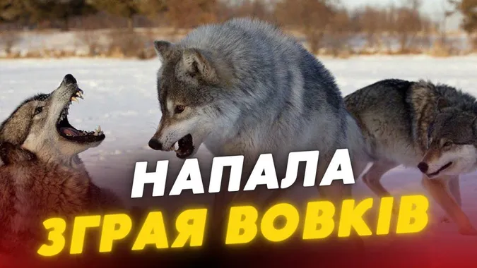 У Луцькому районі вовки загризли шістьох собак: тіла тварин віддали на експертизу (відео)