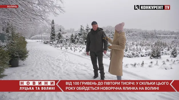 Як під Луцьком ростуть новорічні ялинки (фото, відео)