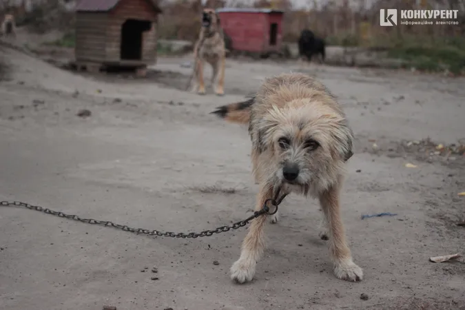 Їм дуже бракує уваги: лучан кличуть няшкати песиків на КП «Ласка» (фото)