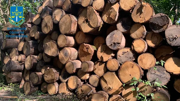 На Волині виявили 870 колод незаконно зрубаних дубів: що з ними зробили (фото)
