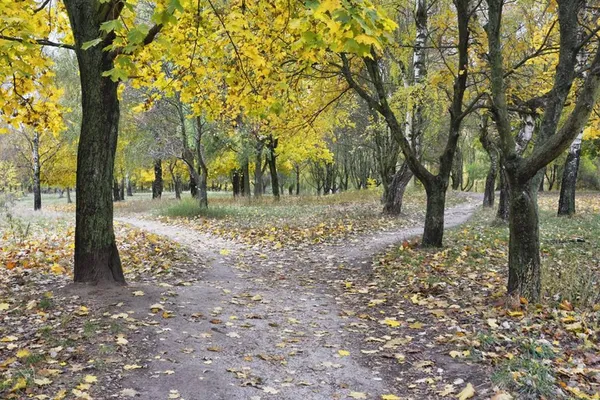 Луцький фотограф показав фантастичну «золоту» осінь (фото)