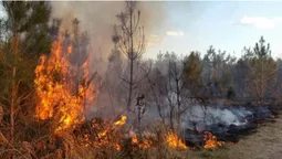 На ліси Сумщини з дронів скидають бляшанки із запальною сумішшю (фото)